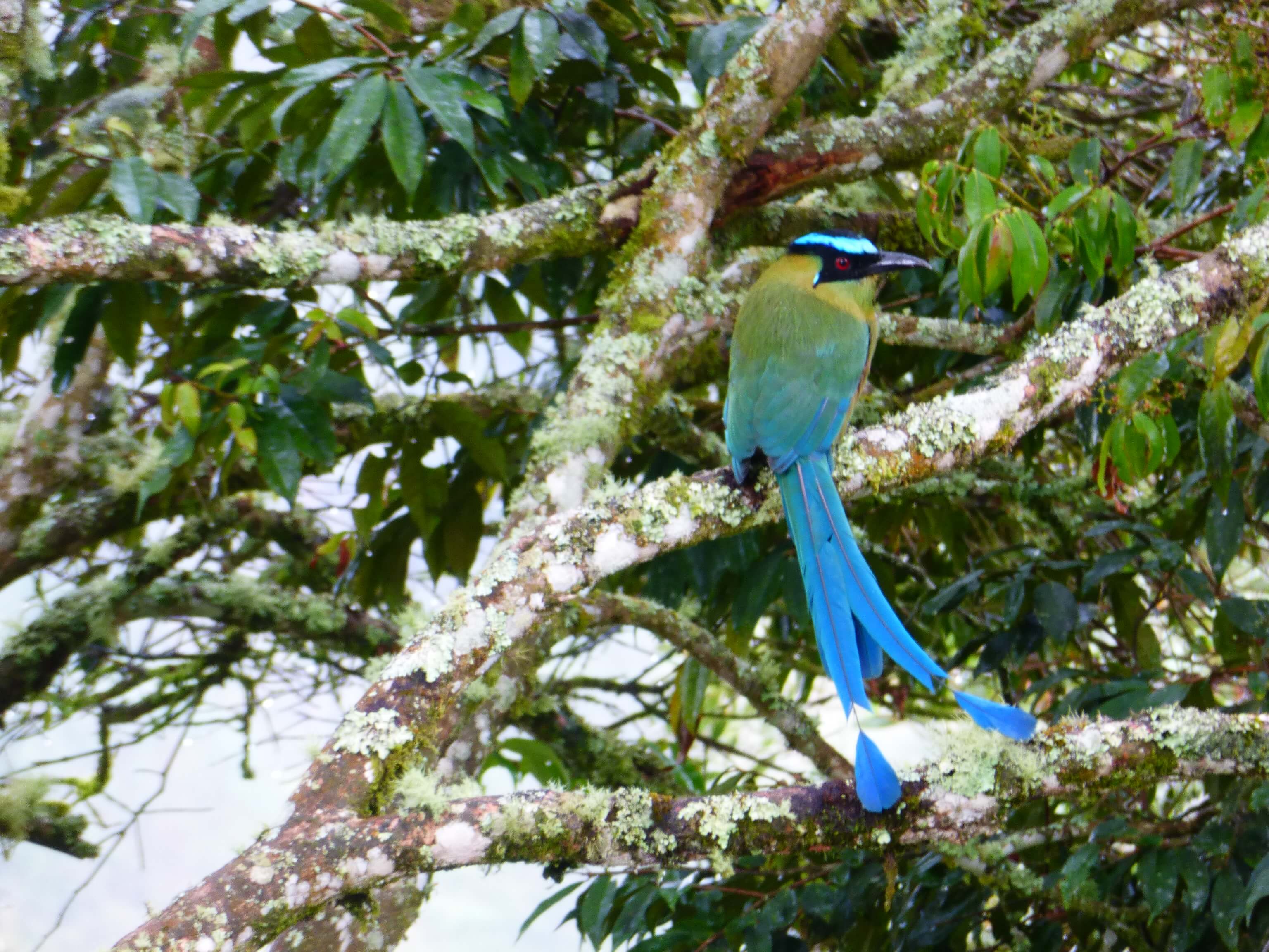 Pajaro Barranquero